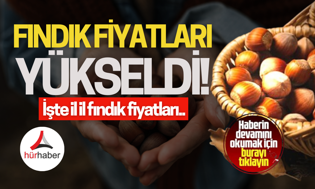 11 Kasım 2024 Fındık Fiyatları.. İşte il il fındık fiyatları 