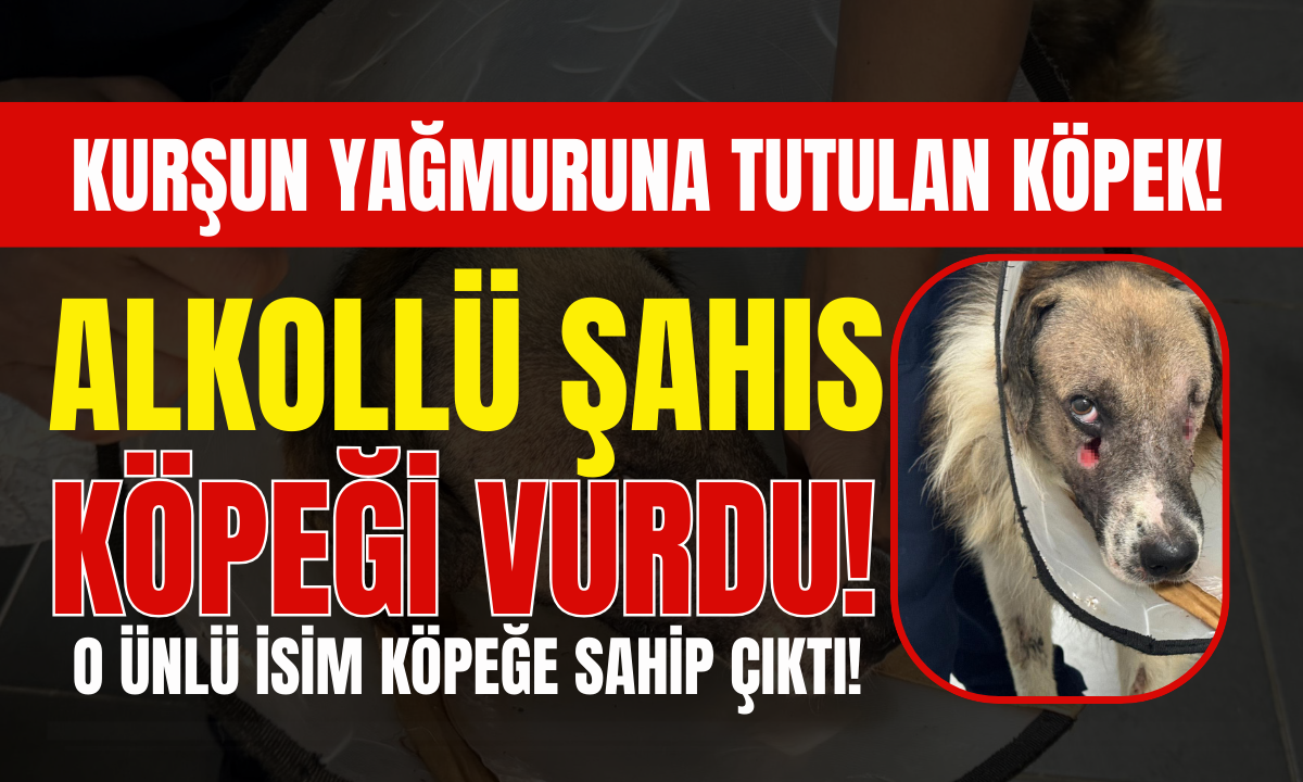 Alkollü şahıs köpeği kurşun yağmuruna tuttu!