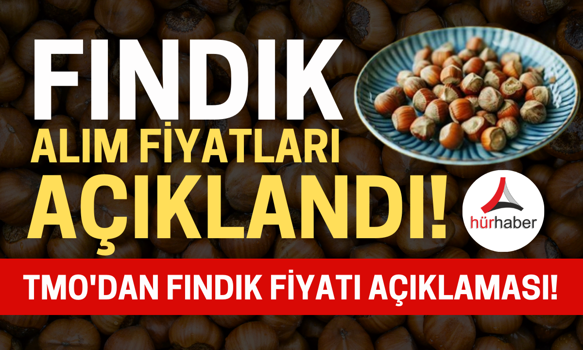 Bekleniyordu! Fındık alım fiyatları açıklandı! Ağustos 2024