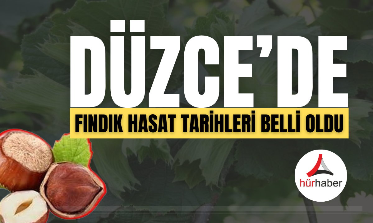 Düzce'de 2024 yılı fındık hasat tarihleri açıklandı! 