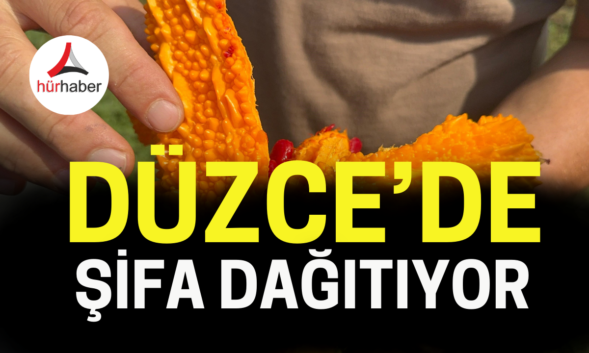 Düzce'de şifa dağıtıyor!