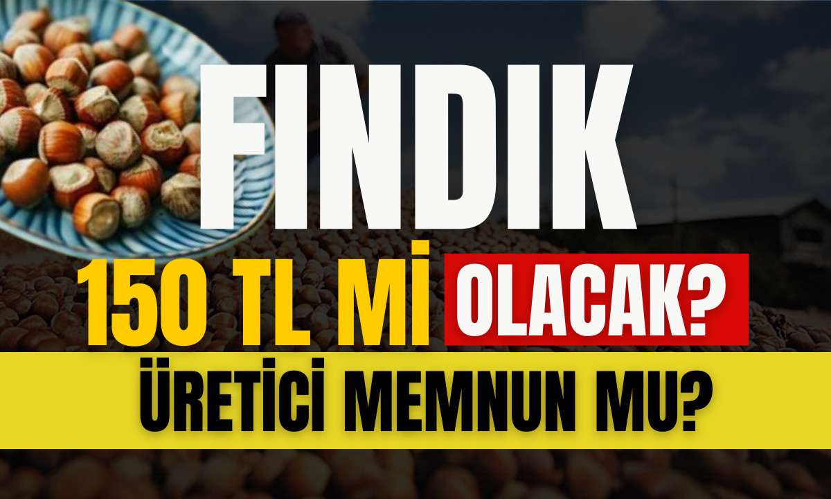 Fındık fiyatında Üretici memnun mu? 150 TL mi olacak?