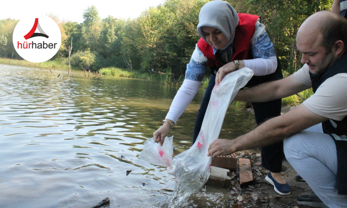 Göl ve göletlere 35 bin sazan bırakıldı!