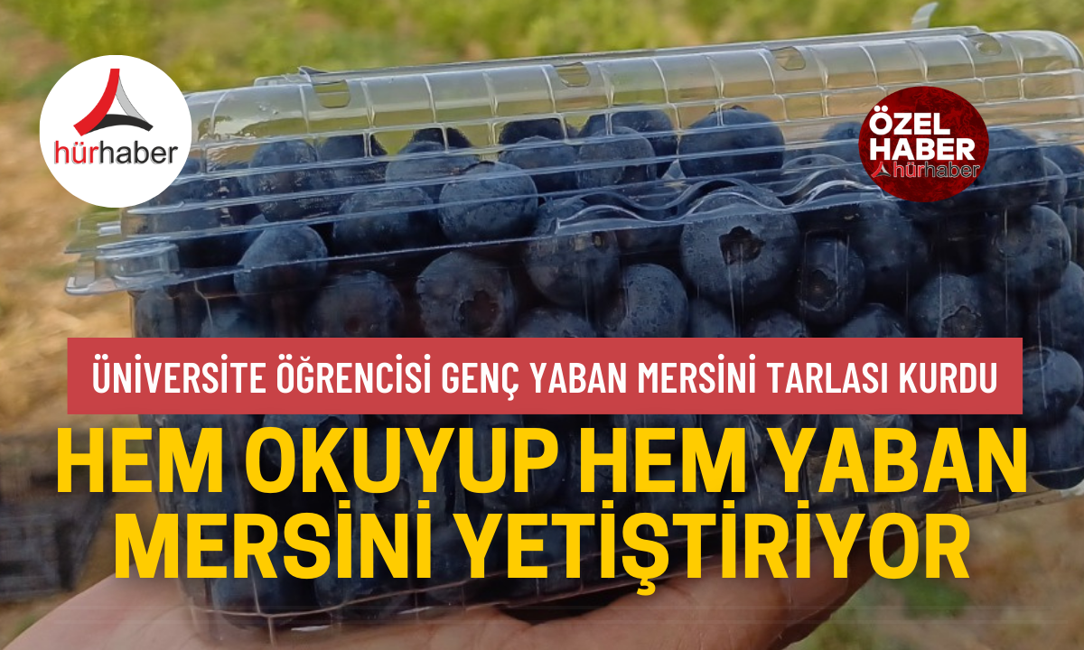 Hem okuyup hem yaban mersini yetiştiriyor