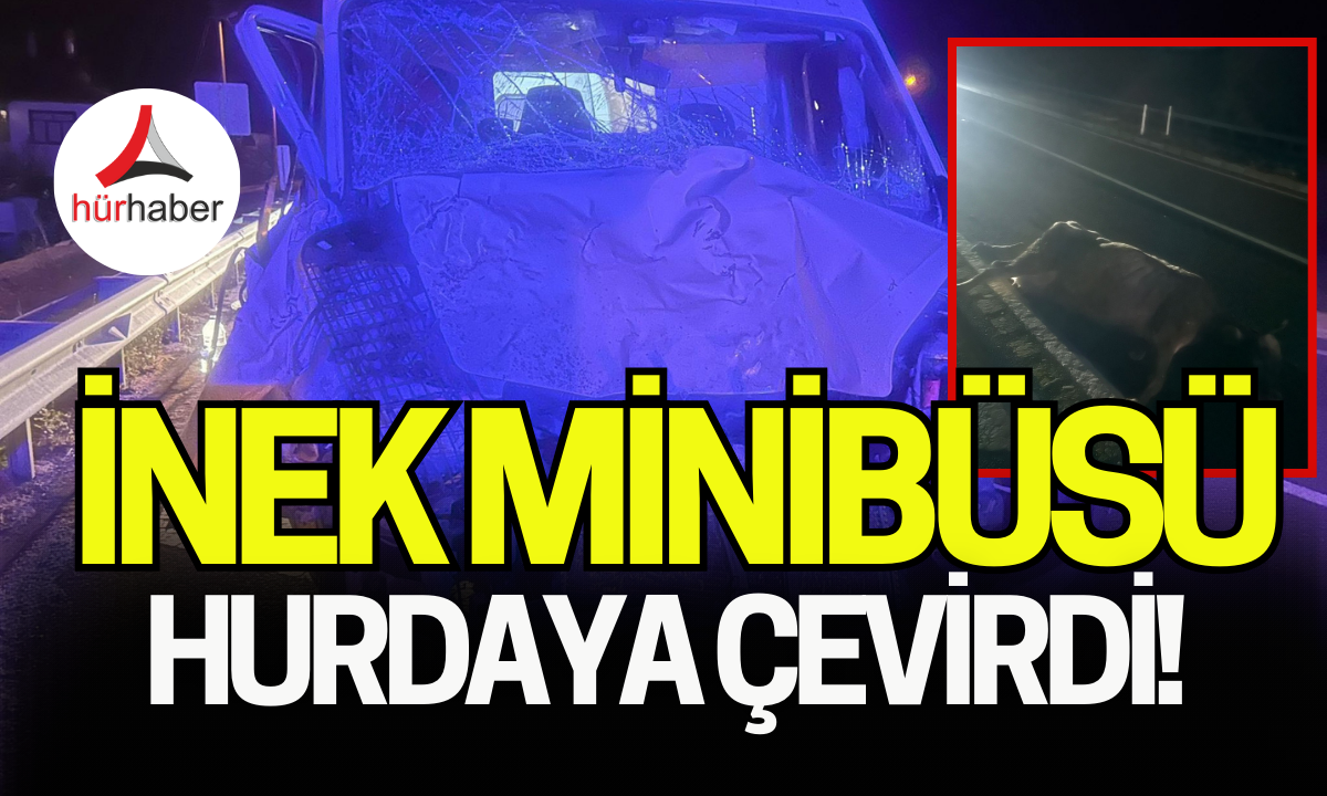 İnek minibüsü hurdaya çevirdi 4 yaralı var!