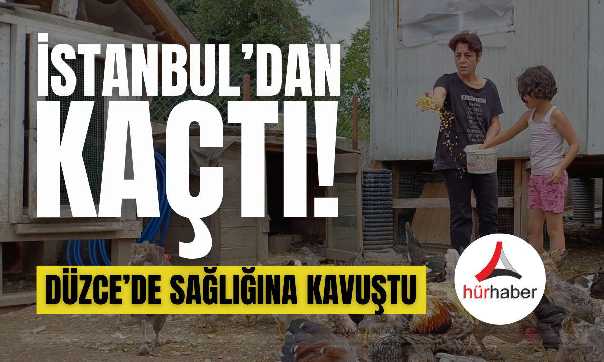 İstanbul'dan kaçtı! Düzce'de sağlığına kavuştu! 