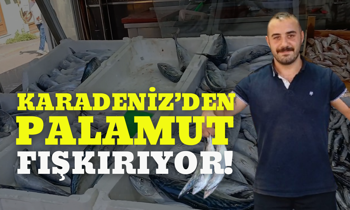 Karadeniz’den adeta palamut fışkırıyor!