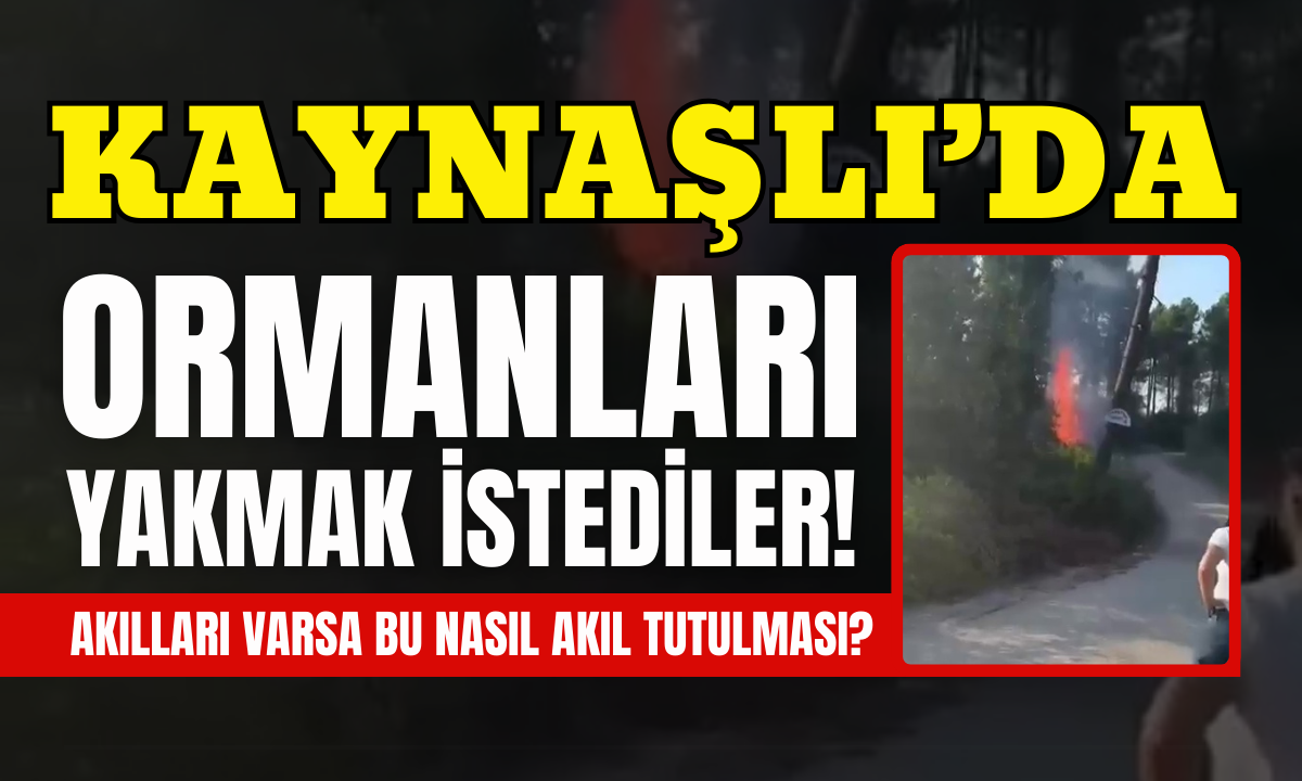 Kaynaşlı’da Ormanları yakmak istediler!