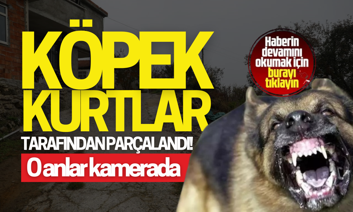 Köpek kurtlar tarafından parçalandı! O anlar kamerada