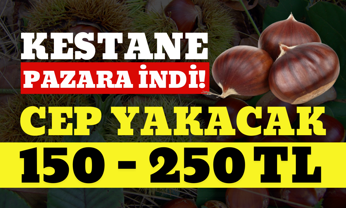 Kuzu kestane pazarda yerini aldı! Cep yakacak! 2024